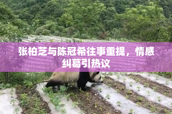 张柏芝与陈冠希往事重提，情感纠葛引热议