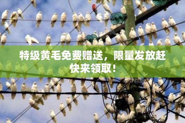 特级黄毛免费赠送，限量发放赶快来领取！