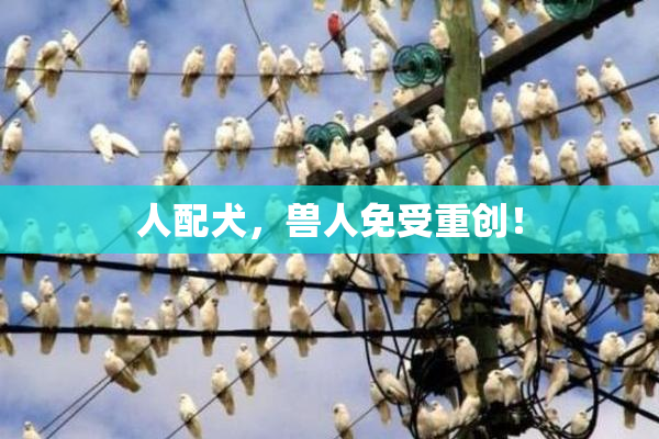 人配犬，兽人免受重创！