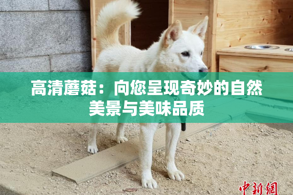 高清蘑菇：向您呈现奇妙的自然美景与美味品质