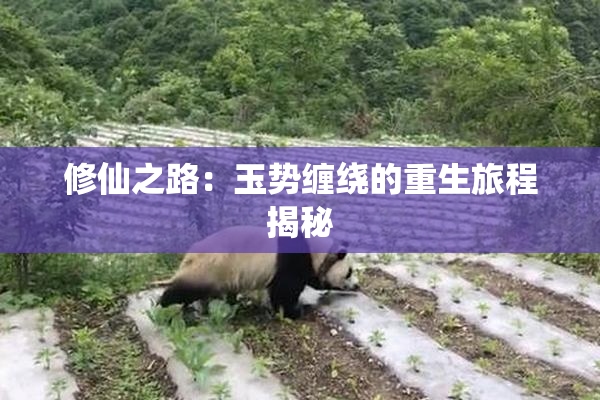 修仙之路：玉势缠绕的重生旅程揭秘