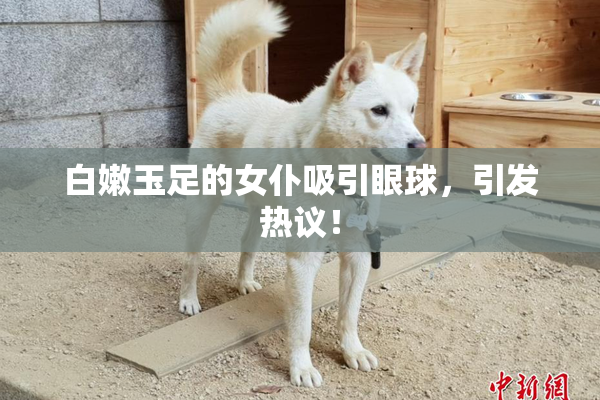白嫩玉足的女仆吸引眼球，引发热议！