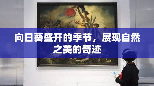 向日葵盛开的季节，展现自然之美的奇迹
