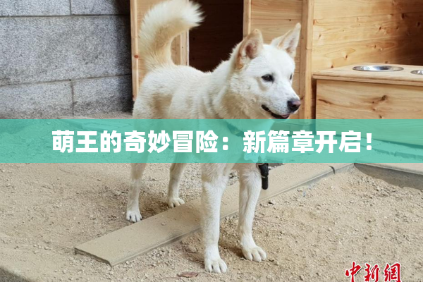萌王的奇妙冒险：新篇章开启！