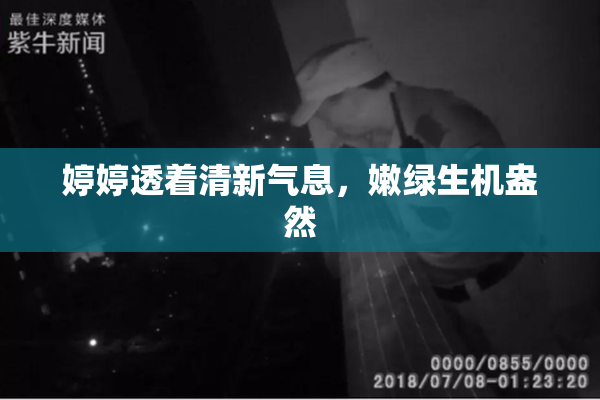 婷婷透着清新气息，嫩绿生机盎然