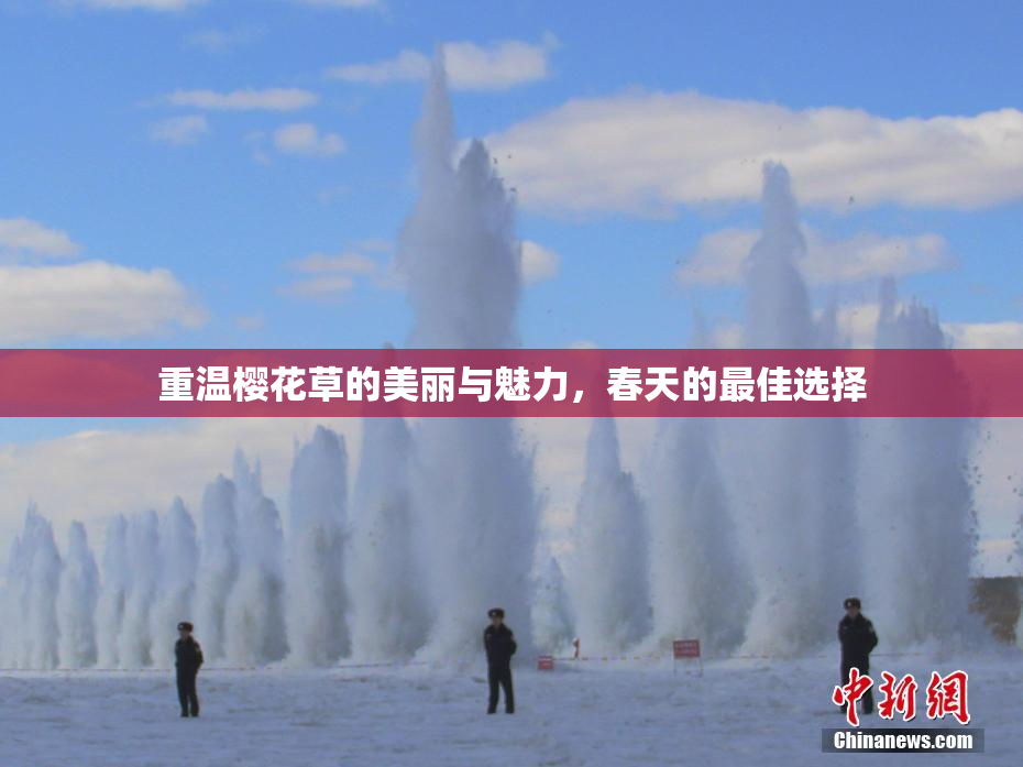 重温樱花草的美丽与魅力，春天的最佳选择