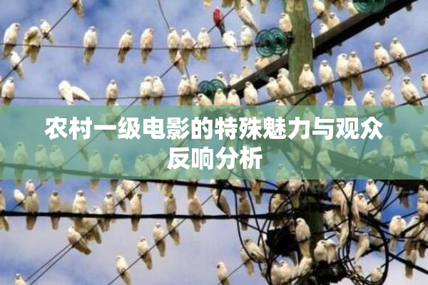 农村一级电影的特殊魅力与观众反响分析