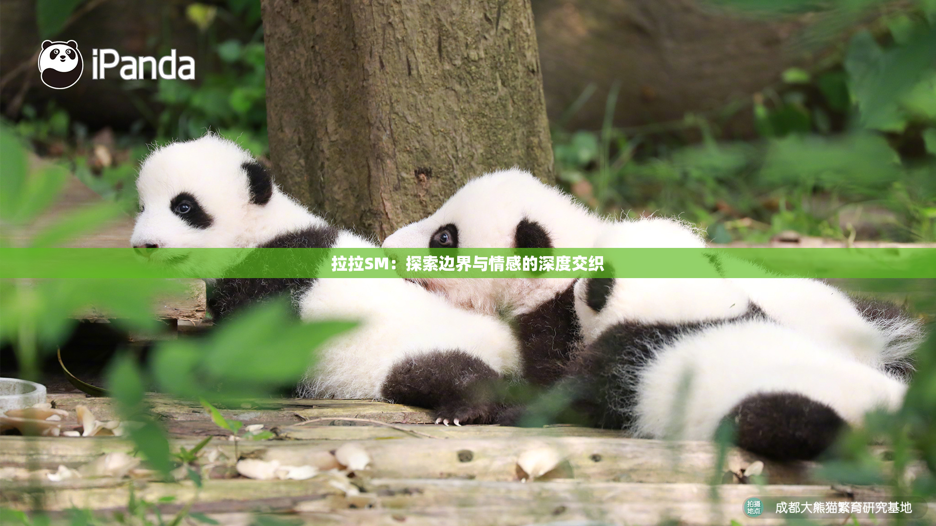 拉拉SM：探索边界与情感的深度交织
