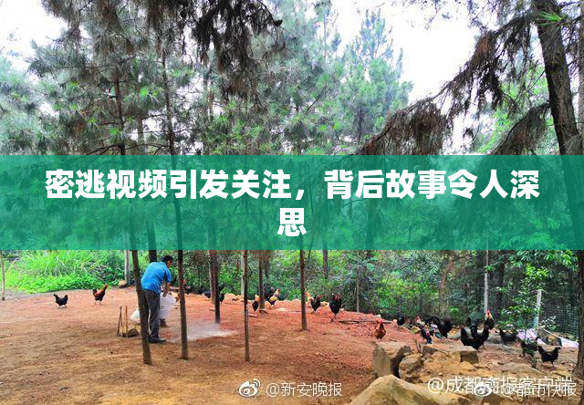 密逃视频引发关注，背后故事令人深思