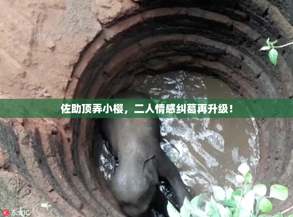 佐助顶弄小樱，二人情感纠葛再升级！
