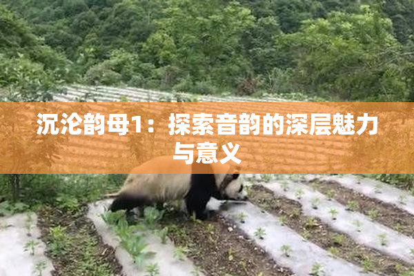 沉沦韵母1：探索音韵的深层魅力与意义