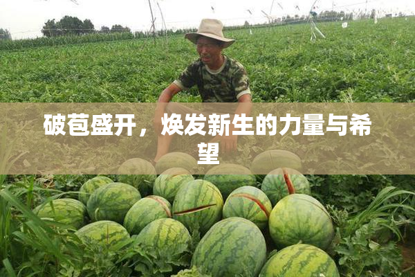 破苞盛开，焕发新生的力量与希望