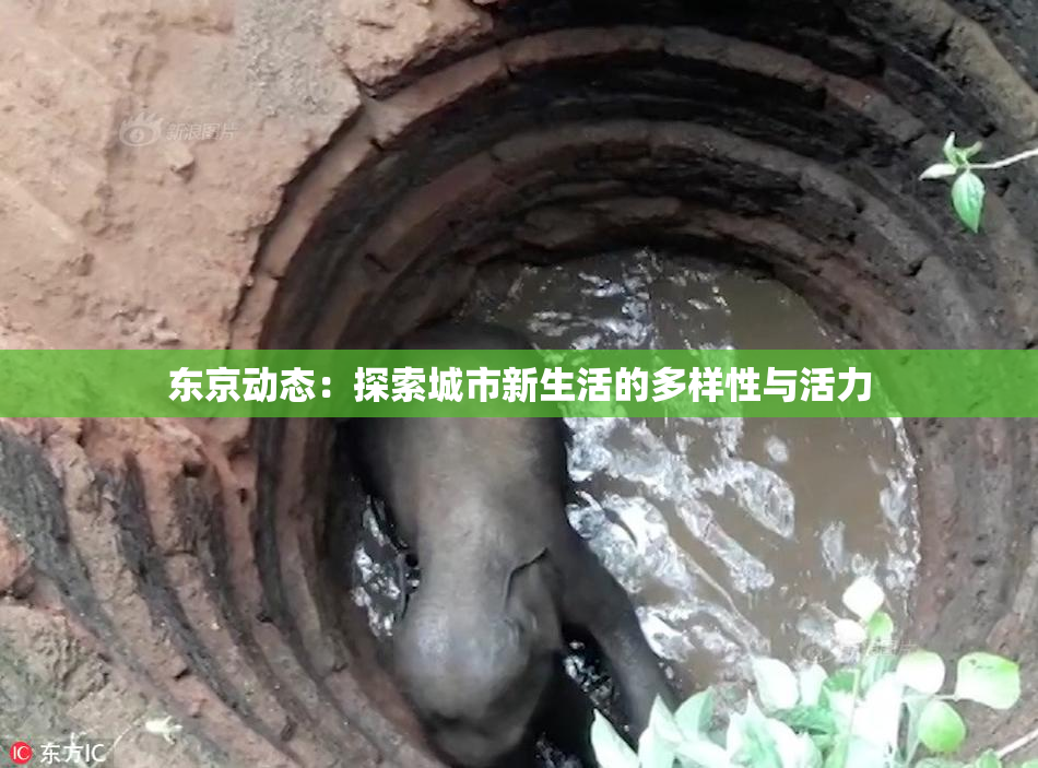 东京动态：探索城市新生活的多样性与活力