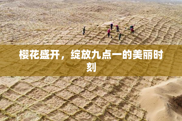 樱花盛开，绽放九点一的美丽时刻