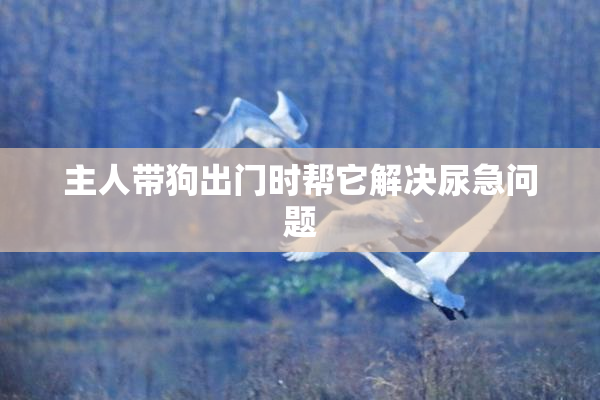 主人带狗出门时帮它解决尿急问题