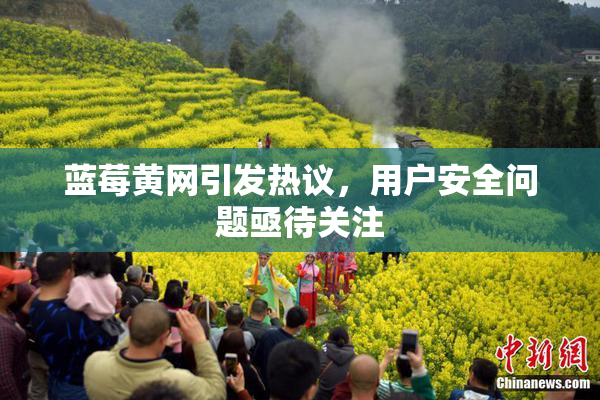 蓝莓黄网引发热议，用户安全问题亟待关注