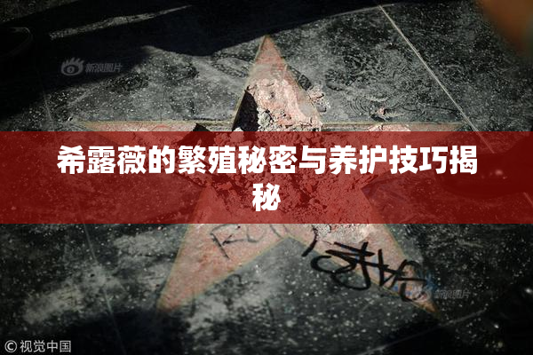 希露薇的繁殖秘密与养护技巧揭秘