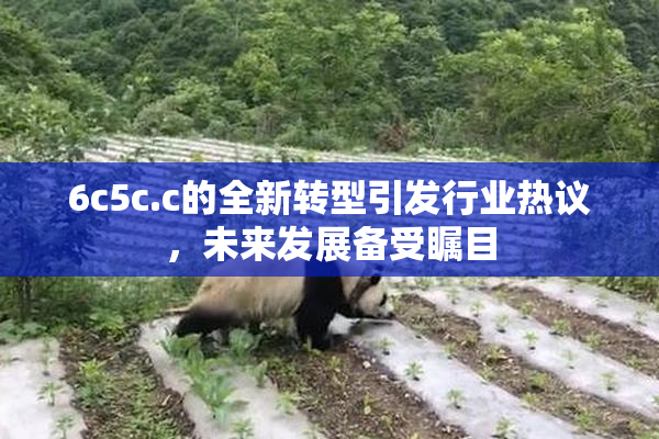 6c5c.c的全新转型引发行业热议，未来发展备受瞩目