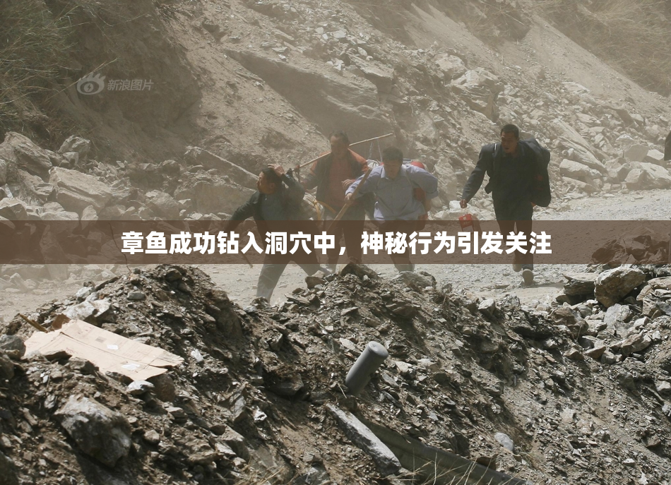 章鱼成功钻入洞穴中，神秘行为引发关注