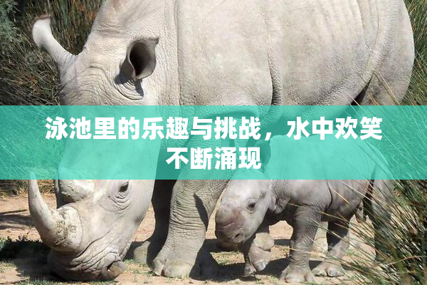 泳池里的乐趣与挑战，水中欢笑不断涌现