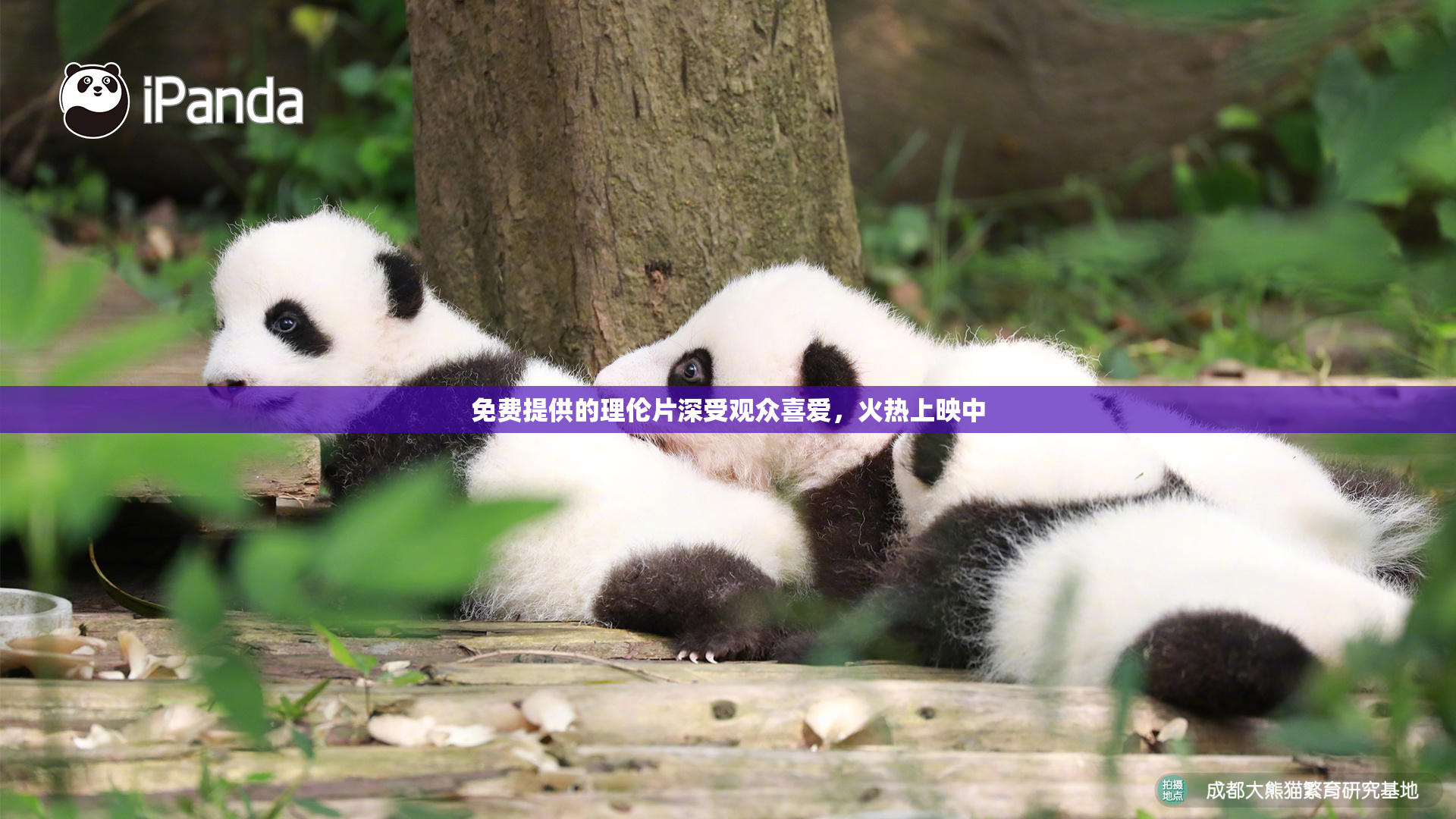 免费提供的理伦片深受观众喜爱，火热上映中