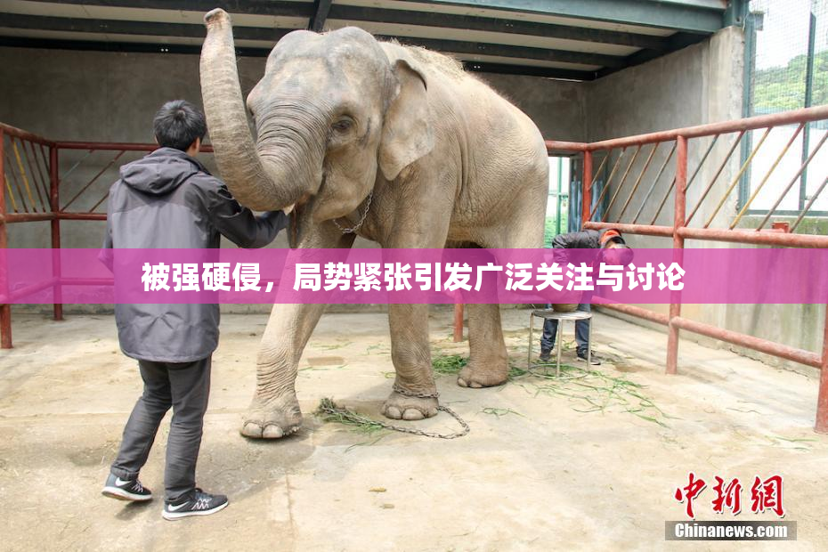 被强硬侵，局势紧张引发广泛关注与讨论