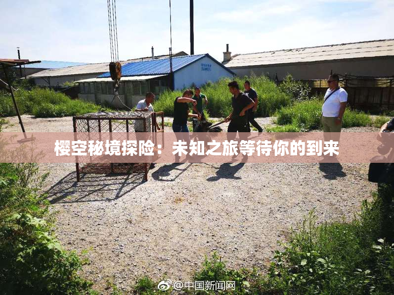 樱空秘境探险：未知之旅等待你的到来