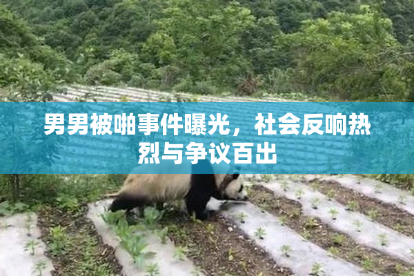 男男被啪事件曝光，社会反响热烈与争议百出