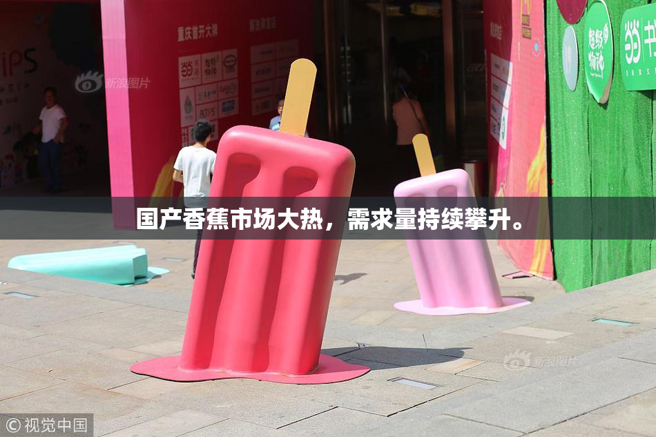 国产香蕉市场大热，需求量持续攀升。
