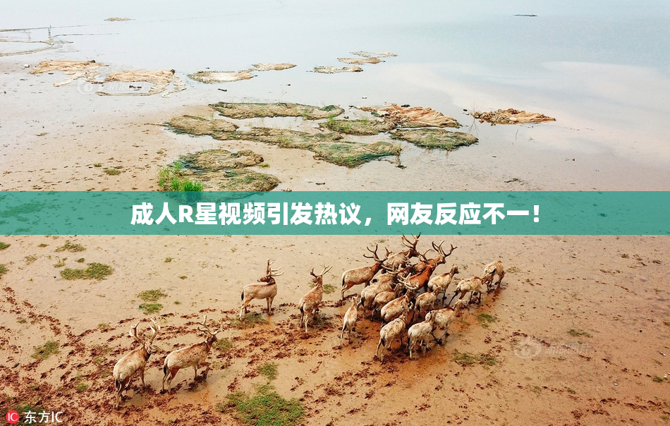 成人R星视频引发热议，网友反应不一！
