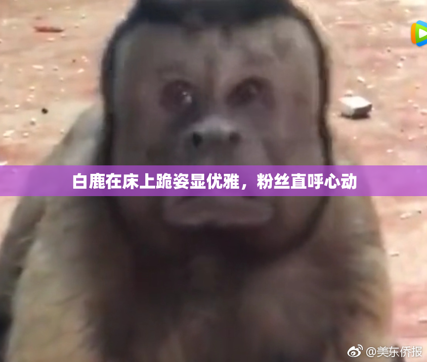 白鹿在床上跪姿显优雅，粉丝直呼心动