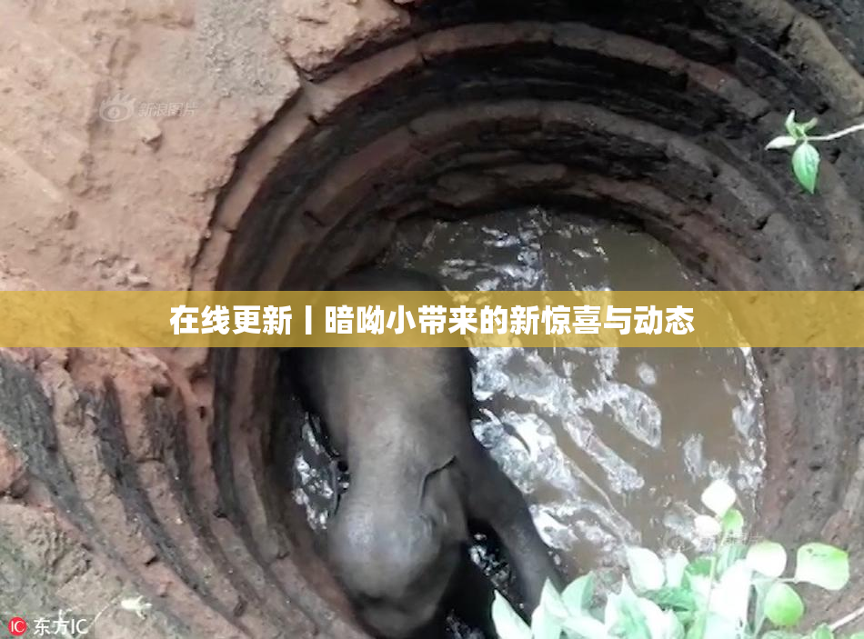 在线更新丨暗呦小带来的新惊喜与动态