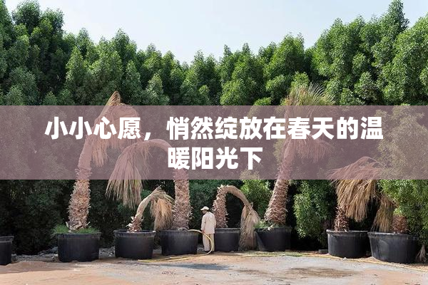 小小心愿，悄然绽放在春天的温暖阳光下
