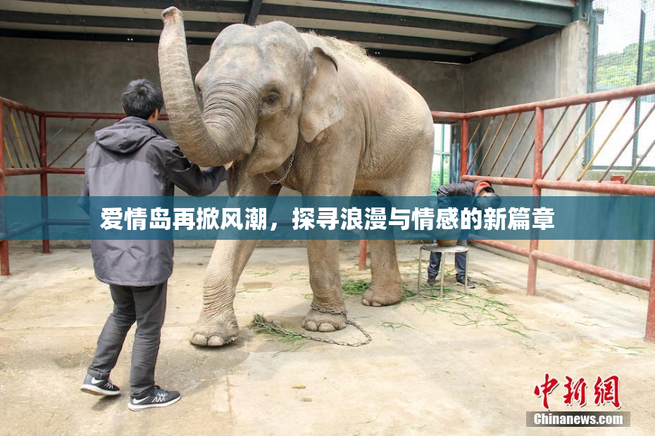 爱情岛再掀风潮，探寻浪漫与情感的新篇章