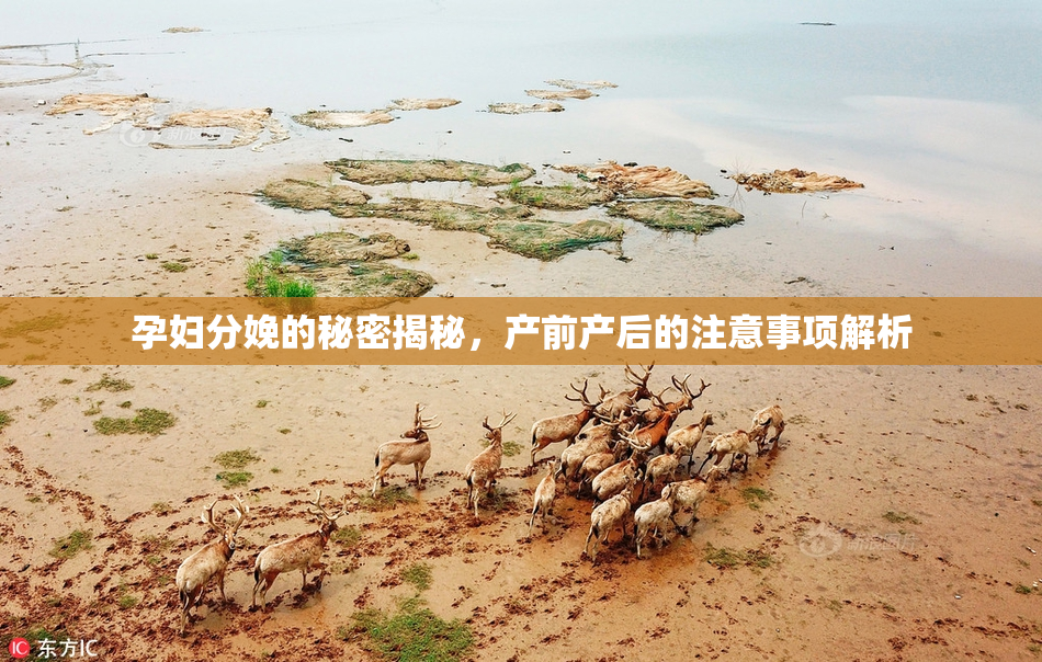 孕妇分娩的秘密揭秘，产前产后的注意事项解析