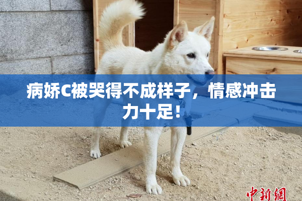 病娇C被哭得不成样子，情感冲击力十足！