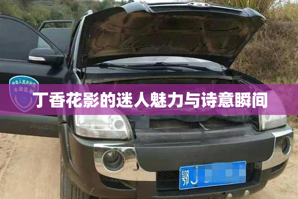 丁香花影的迷人魅力与诗意瞬间