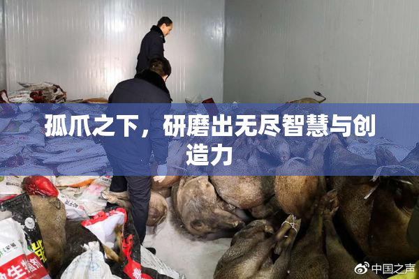 孤爪之下，研磨出无尽智慧与创造力