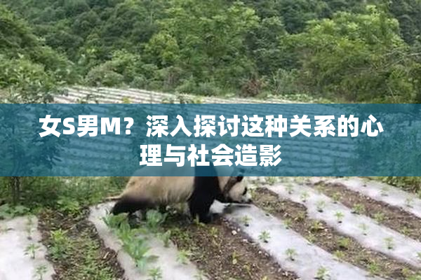 女S男M？深入探讨这种关系的心理与社会造影