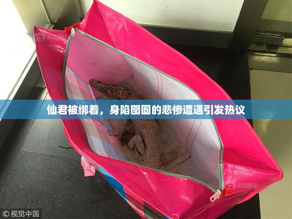 仙君被绑着，身陷囹圄的悲惨遭遇引发热议