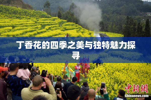 丁香花的四季之美与独特魅力探寻