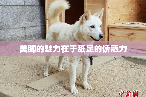 美脚的魅力在于舐足的诱惑力