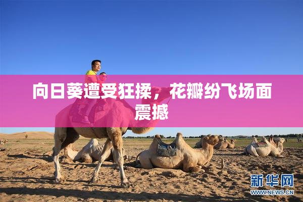 向日葵遭受狂揉，花瓣纷飞场面震撼