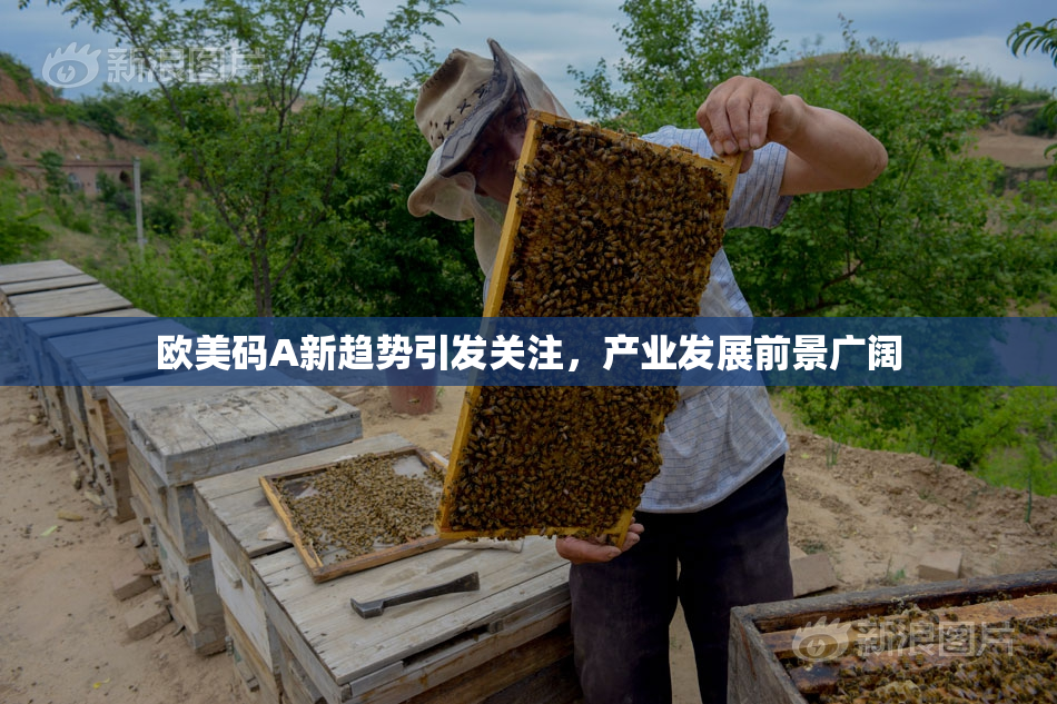 欧美码A新趋势引发关注，产业发展前景广阔