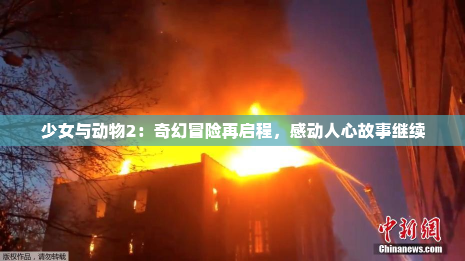 少女与动物2：奇幻冒险再启程，感动人心故事继续