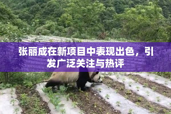 张丽成在新项目中表现出色，引发广泛关注与热评