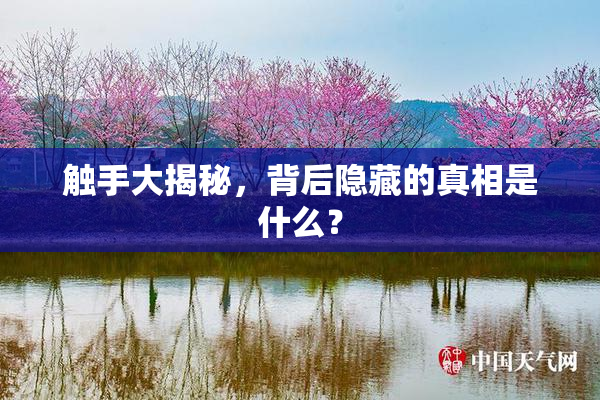 触手大揭秘，背后隐藏的真相是什么？