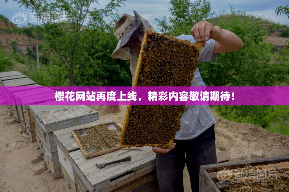 樱花网站再度上线，精彩内容敬请期待！
