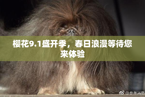 樱花9.1盛开季，春日浪漫等待您来体验