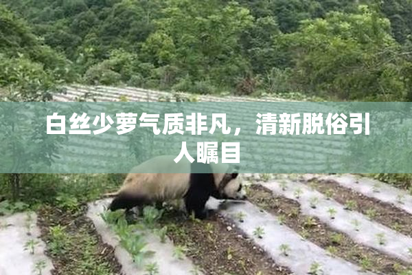 白丝少萝气质非凡，清新脱俗引人瞩目